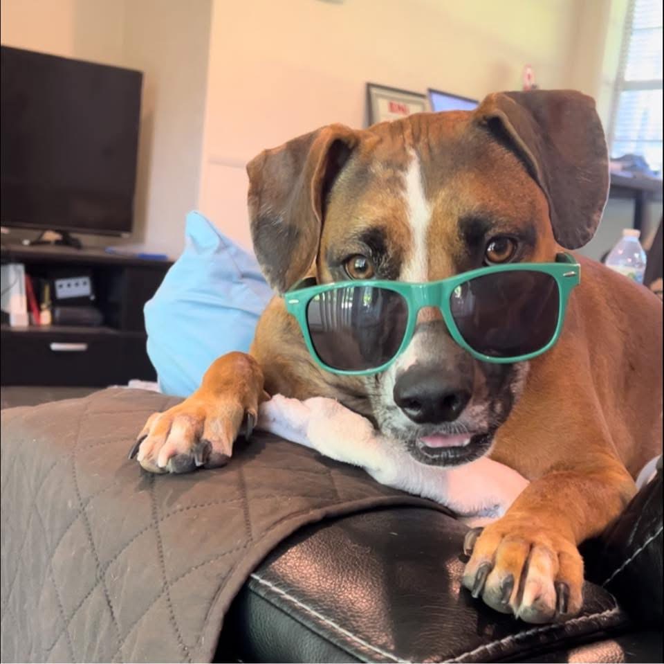 Albie the dog wearing teal sunglasses, looking cool and relaxed