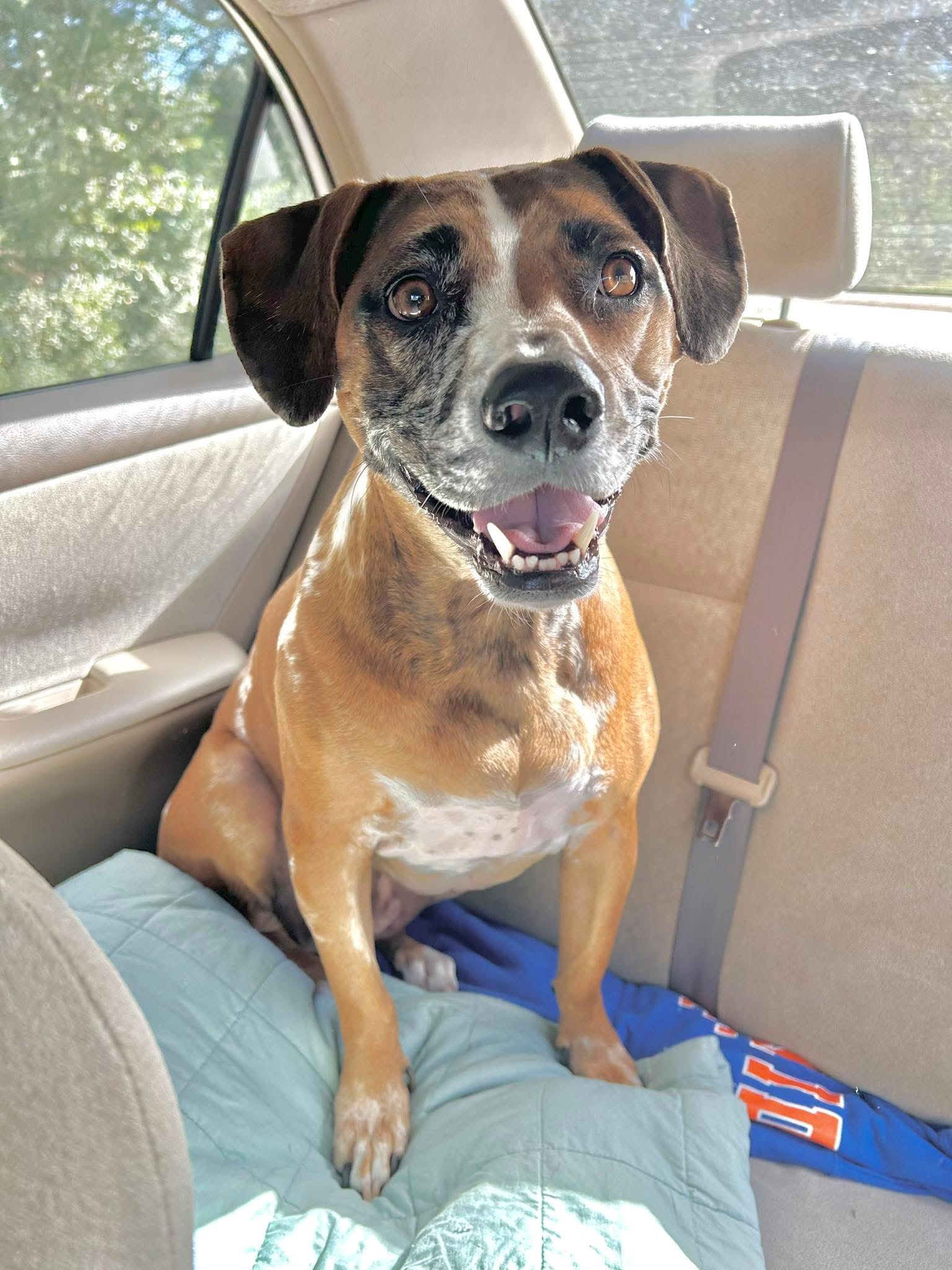 Albie the dog sitting in the back seat of a car, happy and smiling