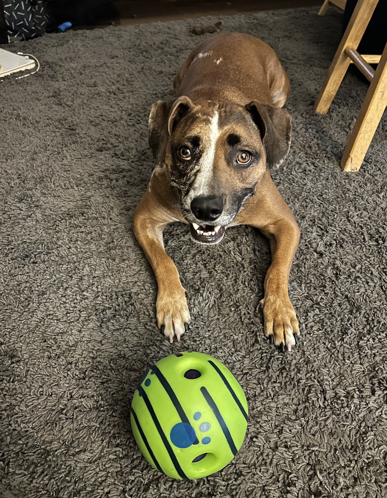 Albie the dog playing with the Giggle Ball toy