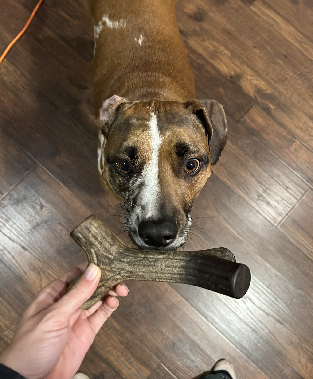 Albie the dog with a Benebone Maplestick chew toy