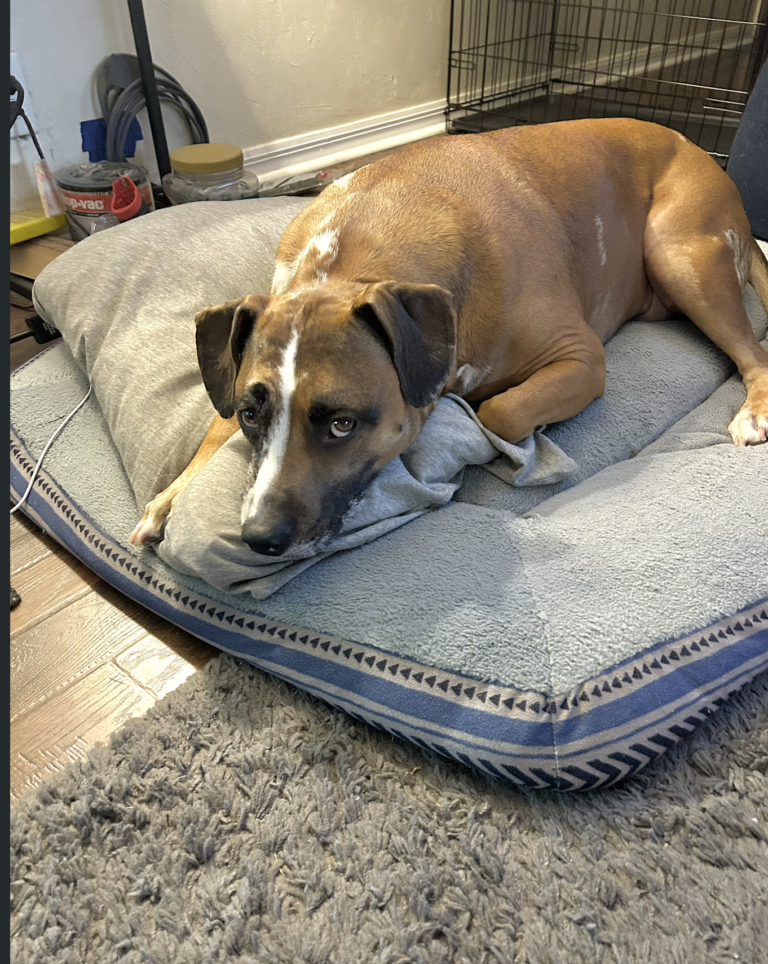 Albie the Dog laying on his dog bed.